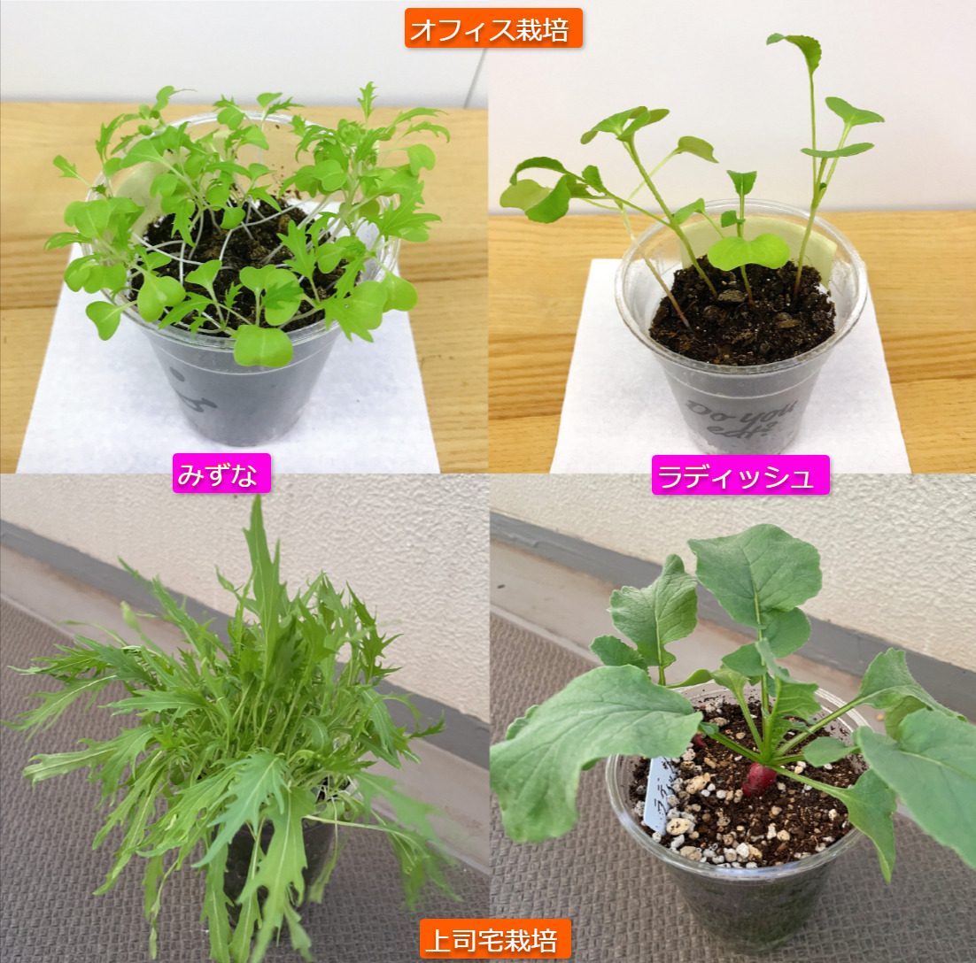 オフィス栽培と自宅栽培の比較