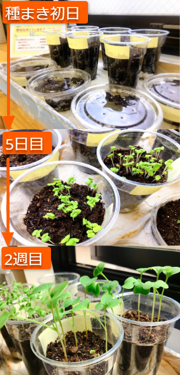 オフィス栽培（経過比較）